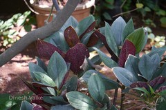 Costus erythrophyllus